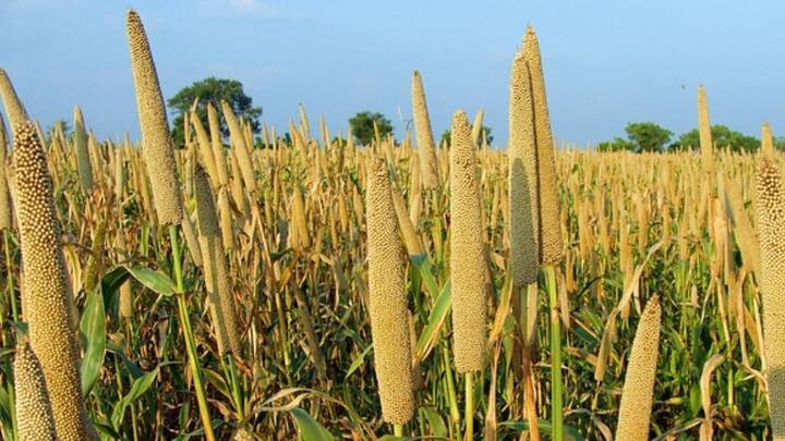 Millet Benefits : தினை என்பது, ஆயிரக்கணக்கான ஆண்டுகளாக இந்தியாவின் உணவுப் பாரம்பரியத்தின் ஒரு பகுதியாக இருக்கிறது, இவற்றை நிங்கள் ஏன் உண்ண வேண்டும் என்பது குறித்து இங்கே பார்க்கலாம்.