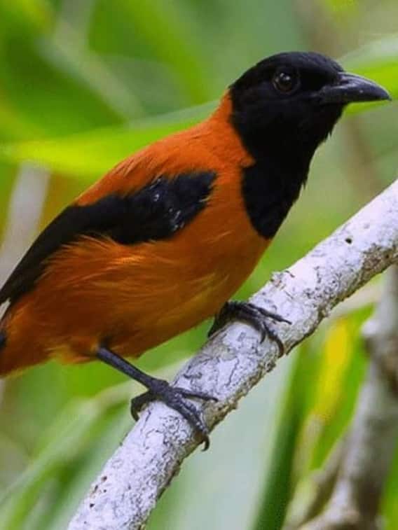 ये चिड़िया सांप से भी ज्यादा जहरीली है