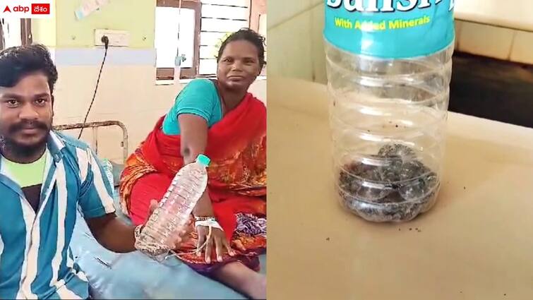 woman went to the hospital along with snake in warangal Warangal News: ములుగు జిల్లాలో షాకింగ్ ఘటన - పాముతో సహా ఆస్పత్రికి వెళ్లిన మహిళ, ఎందుకంటే?