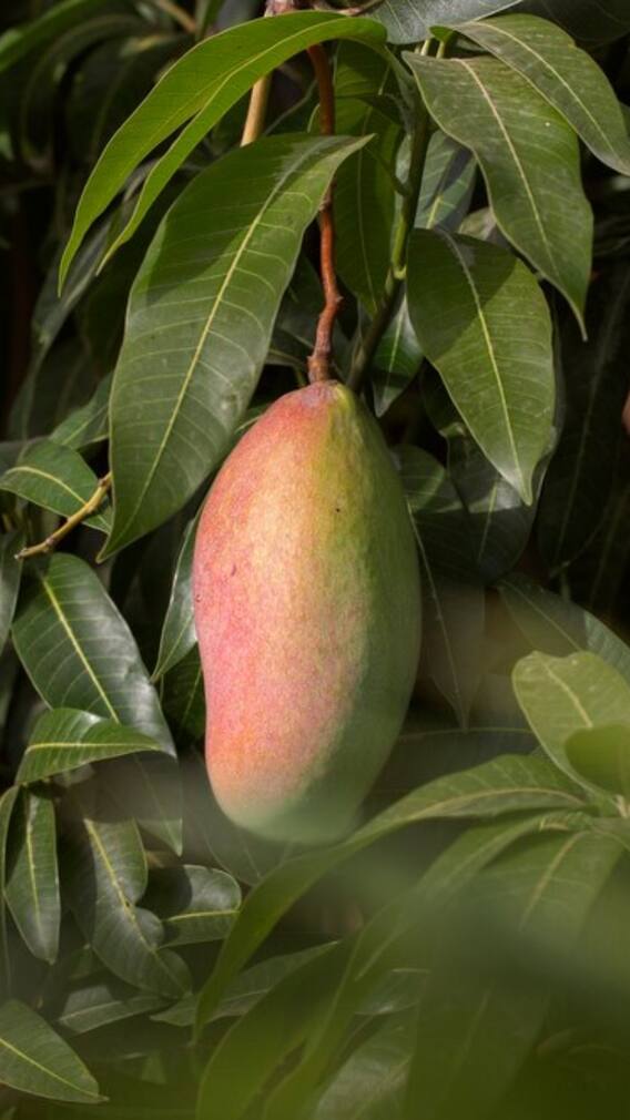 3 लाख रुपये में सिर्फ एक किलो ही आता है ये आम?