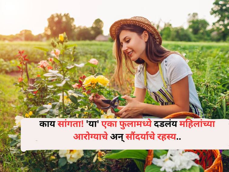 Women Health lifestyle marathi news secret of women's health and beauty is hidden in rose flower Women Health : काय सांगता! 'या' एका फुलामध्ये दडलंय महिलांच्या आरोग्याचे अन् सौंदर्याचे रहस्य... जाणून घ्या