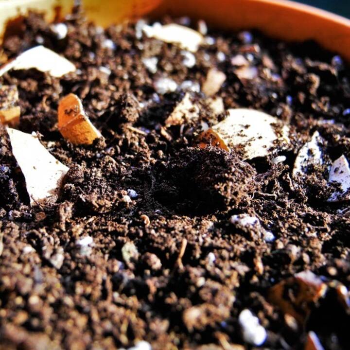 ਪਰ ਇਹ ਲਾਭ ਦੇਣ ਦੀ ਬਜਾਏ ਤੁਹਾਡੀ ਸਿਹਤ ਨੂੰ ਨੁਕਸਾਨ ਪਹੁੰਚਾ ਸਕਦੇ ਹਨ, ਇਸ ਲਈ ਜੇਕਰ ਤੁਸੀਂ ਆਪਣੇ ਘਰ 'ਚ ਕੁਦਰਤੀ ਬਾਗਬਾਨੀ ਕਰਦੇ ਹੋ ਤਾਂ ਇਸ ਦੀ ਬਜਾਏ ਬਾਜ਼ਾਰ ਤੋਂ ਖਾਦ ਖਰੀਦੋ, ਤੁਸੀਂ ਘਰ ਵਿੱਚ ਖਾਦ ਬਣਾ ਸਕਦੇ ਹੋ।