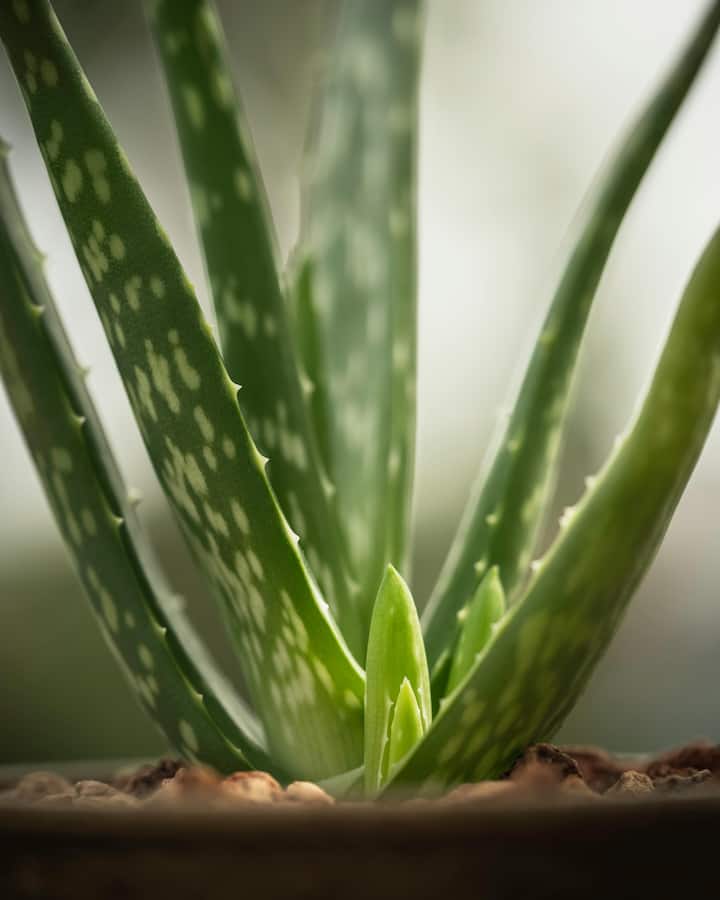 Aloe vera gel hydrates the skin and helps reduce irritation.  Apply aloe vera gel on your face daily for 20 minutes and then wash it.  (Photo credit: Pexel.com)