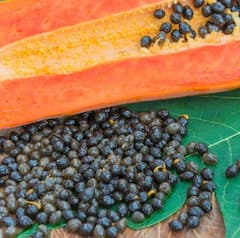 Health News: ਸਿਹਤ ਦਾ ਖਜ਼ਾਨਾ ਪਪੀਤੇ ਦੇ ਬੀਜ, ਜਾਣੋ ਕਿਹੜੀਆਂ ਬਿਮਾਰੀਆਂ ਤੋਂ ਮਿਲਦਾ ਛੁਟਕਾਰਾ