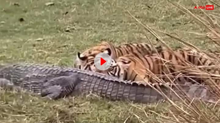 Tigress hunt crocodile with her cubs in rajasthan Ranthambore National Park watch video Video: बाघिन ने अपने शावकों के साथ मिलकर किया शिकार, मगरमच्छ का कर दिया इतना बुरा हाल