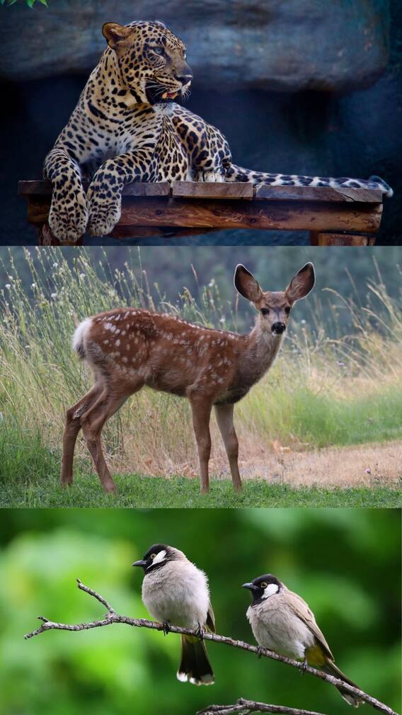 ஜிம் கார்பெட் தேசிய பூங்காவில் என்னவெல்லாம் செய்யலாம்?