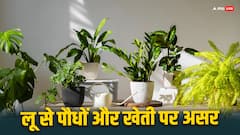 क्या लू से आपके घर के पौधे या खेती पर पड़ेगा असर? यहां मिलेगा जवाब