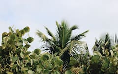 क्या लू से आपके घर के पौधे या खेती पर पड़ेगा असर? यहां मिलेगा जवाब