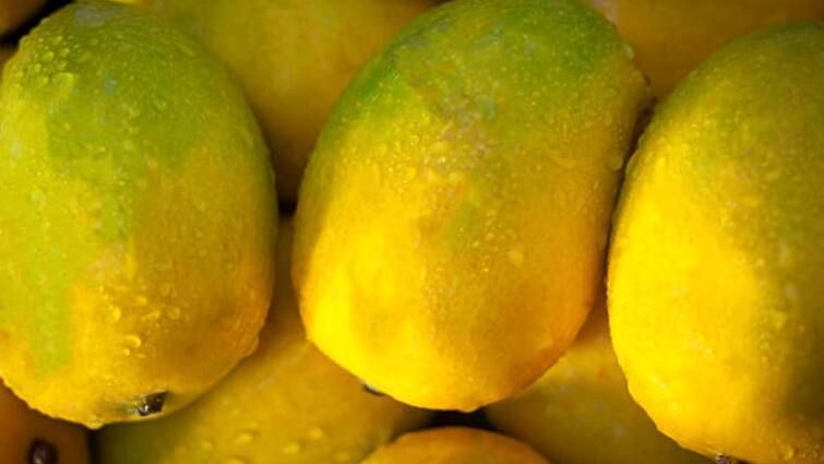 Is it good to soak mangoes before eating know about scientific reason आम खाने से पहले इसे पानी में भिगोकर क्यों रखना चाहिए? जानिए इसके पीछे का लॉजिक