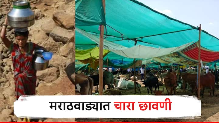 maharashtra drought situation major, chara chhavani started from sambhajinagar gangapur maharashtra drought marathi news महाराष्ट्र तापला, जनावरं तहानली; मराठवाड्यातील गंगापूरमधून पहिली चारा छावणी