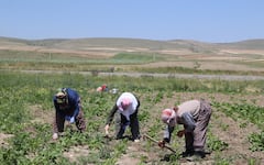 गर्मी के समय खेतों में काम करते वक्त इन बातों का ध्यान रखें किसान भाई, नहीं तो हो सकती है परेशानी