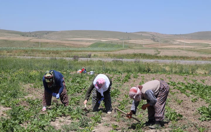 किसान भाई खेती करते समय खूब पानी पिएं. पानी की कमी से बचने के लिए हर घंटे कम से कम एक गिलास पानी पीना जरूरी है. किसान भाई नारियल पानी, छाछ, ORS का घोल भी पी सकते हैं.