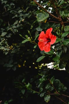 Hibiscus flower :जास्वंदच्या फुलाचा वापर करून अशी आणा चेहऱ्यावर चमक!