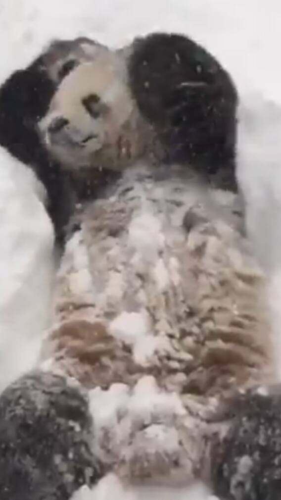भालू ने ऐसे लिया स्नोफॉल का मजा, वीडियो वायरल