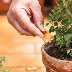 Green Tea : ਕਈ ਘਰੇਲੂ ਕੰਮ ਹੋ ਜਾਣਗੇ ਆਸਾਨ, ਇਸ ਤਰੀਕੇ ਨਾਲ ਕਰੋ ਗ੍ਰੀਨ ਟੀ ਬੈਗ Reuse