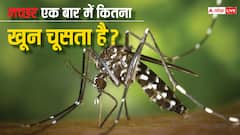 मच्छर एक बार में इंसान का कितना खून पी लेता है, उस ब्लड का होता क्या है?