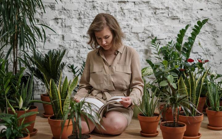 लू और तेज धूप के कारण पत्तियां जल सकती हैं और सूख सकती हैं. लू से पौधों का विकास रुक सकता है साथ ही वह कमजोर हो सकते हैं.