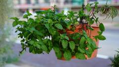 How to store Mint leaves : अशा प्रकारे ठेवा पुदिन्याची पाने, यामुळे लवकर खराब होणार नाही.