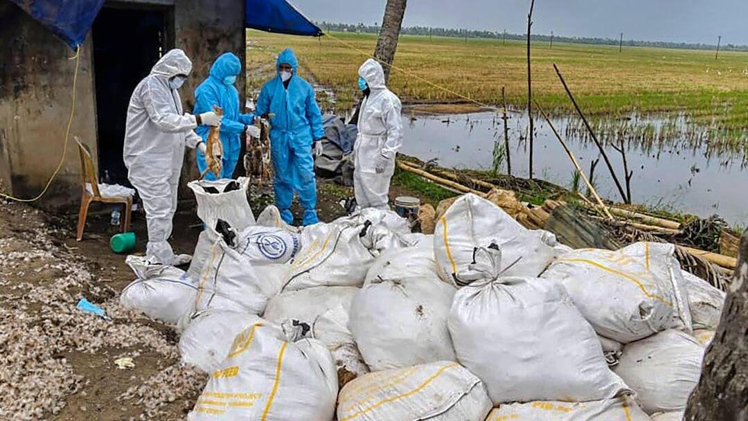 Kerala Bird Flu: केरल में बर्ड फ्लू, अलाप्पुझा में सामने आए मामले, जानें इससे कैसे बचें? Kerala Alapuzzha Bird Flu Cases Reported Know How Prevent Kerala Bird Flu: केरल में बर्ड फ्लू, अलाप्पुझा में सामने आए मामले, जानें इससे कैसे बचें?