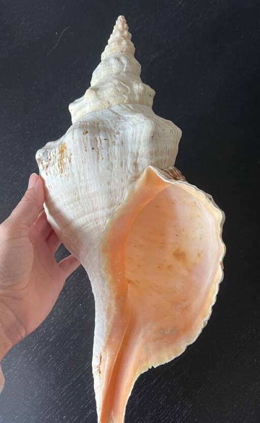 શંખ વગાડવાનો નિયમ શું છે?