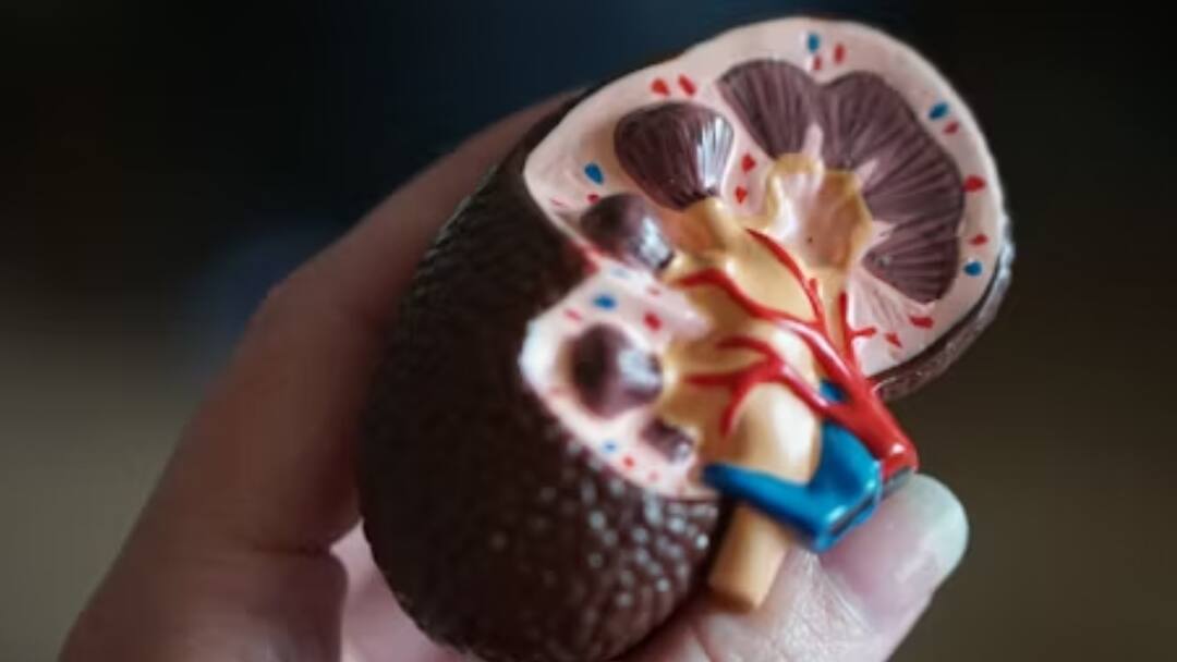 Eating these foods will keep the kidneys healthy Superfoods for kidney health: కిడ్నీలు చెడిపోకుండా ఉండాలంటే.. ఈ ఫుడ్ తినండి