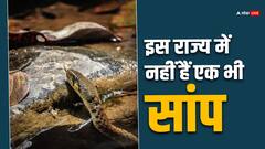 Snake Free State: भारत के इस राज्य में एक भी सांप नहीं, इस राज्य को मिला 'स्नेक फ्री' स्टेट का दर्जा