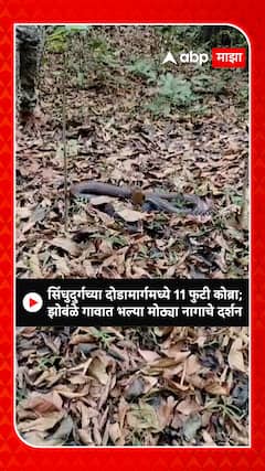 Sindhudurg Cobra : सिंधुदुर्गच्या दोडामार्गमध्ये 11 फुटी कोब्रा;?झोबंळे गावात भल्या मोठ्या नागाचे दर्शन