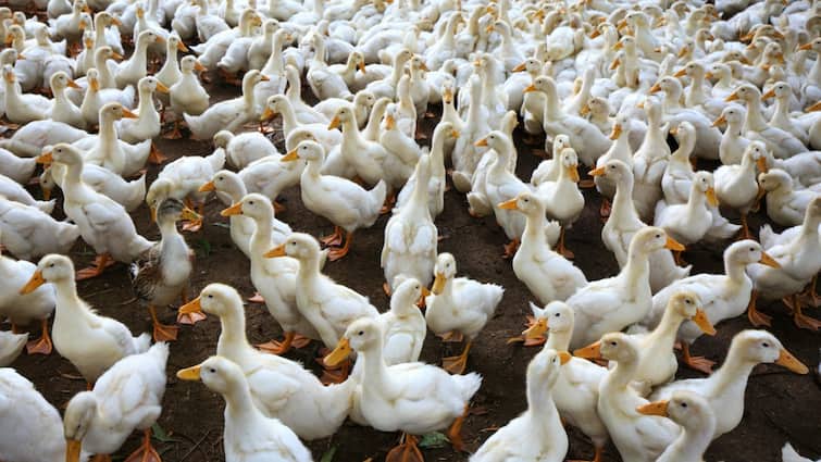 Kerala Alappuzha Bird Flu Outbreak Reported Among Ducks At 2 Places Kerala: Bird Flu Outbreak Reported Among Ducks At 2 Places In Alappuzha
