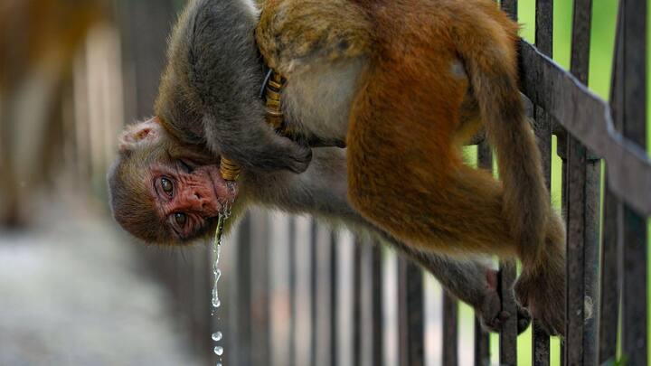 যদিও উত্তরের বাকি জেলাগুলির জন্য নেই বৃষ্টির পূর্বাভাস। হাওয়া অফিস সূত্রে খবর, উত্তর এবং দক্ষিণ দিনাজপুর ও মালদাতে আবহাওয়া শুষ্ক থাকবে।