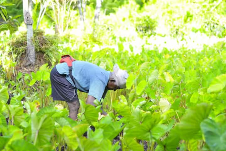 Farmers in Summer Season: ਗਰਮੀਆਂ ਦਾ ਮੌਸਮ ਆ ਗਿਆ ਹੈ ਅਤੇ ਕਿਸਾਨ ਖੇਤਾਂ ਵਿੱਚ ਮਿਹਨਤ ਕਰ ਰਹੇ ਹਨ। ਤੇਜ਼ ਧੁੱਪ ਹੋਣ ਕਰਕੇ ਕਿਸਾਨਾਂ ਦੀ ਸਿਹਤ ਵੀ ਖਰਾਬ ਹੋ ਸਕਦੀ ਹੈ। ਇਸ ਲਈ ਉਨ੍ਹਾਂ ਨੂੰ ਕੁਝ ਗੱਲਾਂ ਦਾ ਖਾਸ ਧਿਆਨ ਰੱਖਣਾ ਚਾਹੀਦਾ ਹੈ।