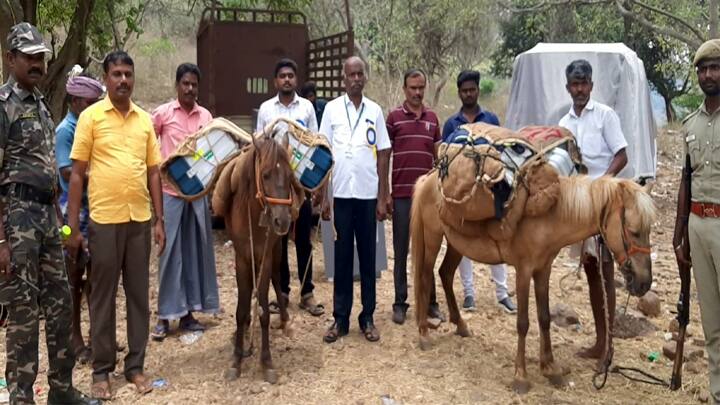 Kodaikanal: Voting machines were sent by horses to polling stations in hill villages. கொடைக்கானல்: குதிரைகள் மூலம் மலை கிராம வாக்குச்சாவடிகளுக்கு அனுப்பப்பட்ட வாக்கு இயந்திரங்கள்!