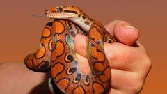 Snake Free State: भारत के इस राज्य में एक भी सांप नहीं, इस राज्य को मिला 'स्नेक फ्री' स्टेट का दर्जा