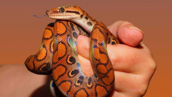 आज हम आपको एक ऐसे राज्य के बारे में बताने वाले हैं, जिसे 'स्नेक फ्री' स्टेट का दर्जा प्राप्त है.एक रिपोर्ट के मुताबिक भारत में पाए जाने वाले सांपों में सिर्फ 17% ऐसे हैं, जो जहरीले या विषैले होते हैं. बाकी सभी सांप विषैले नहीं होते हैं.