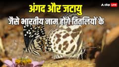 अंगद से लेकर जटायु तक... भारत में तितलियों का हुआ नामकरण! जानिए किन-किन नामों से जानी जाएंगी?