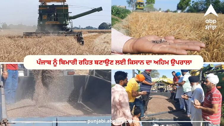 Nabha kisan sukheep singh cultivate black wheat in his field Punjab News: ਕਿਸਾਨ ਨੇ ਬੀਜੀ ਕਾਲੀ ਕਣਕ, ਦੱਸੇ ਅਣਗਿਣਤ ਫਾਇਦੇ ਅਤੇ ਪੈਸਾ ਕਮਾਉਣ ਦਾ ਤਰੀਕਾ