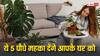 Home Tips : अपने घर के हर कोने को महकाना चाहते हैं? तो घर में जरूर लगाएं ये पौधे