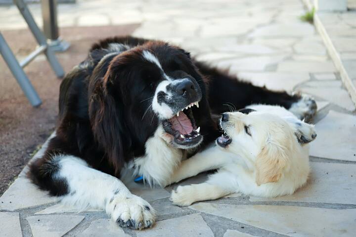 अपने मालिक के लिए कुत्ते जान की बाजी भी लगा देते हैं. वहीं कुछ लोग सड़कों पर सबसे ज्यादा परेशान भी कुत्तों से ही होते हैैं.