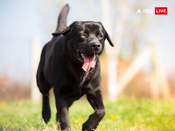 शनिवार के दिन काले कुत्ते को सरसों तेल में चुपड़ी रोटी खिलाएं. इस उपाय से भी शनि की महादशा कम होती है. वहीं अगर कुंडली में शनि की दशा भारी हो तो भूलकर भी किसी काले कुत्ते को न सताएं. इससे शनि देव उग्र होकर कष्टदायक फल देते हैं.