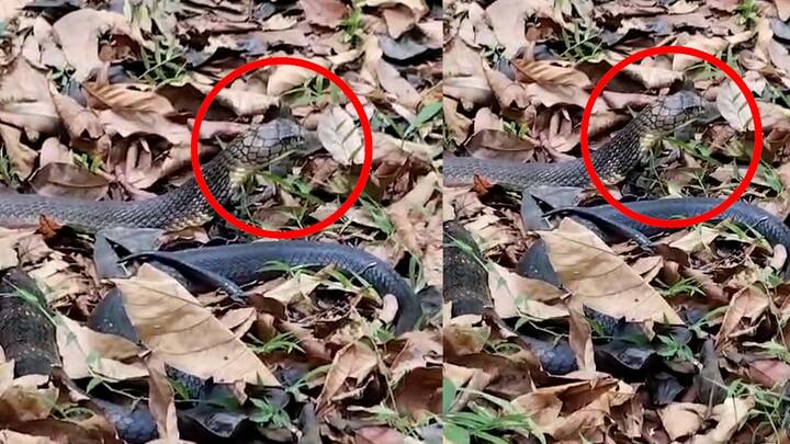 King kobra of 11 feet found in dodamar sindhudurg, forest officer escape in forest साडे 11 फुटांचा 'किंग कोब्रा' साप आढळला; भल्या मोठ्या 'नागराज'ला पाहून उंचावल्या भुवया