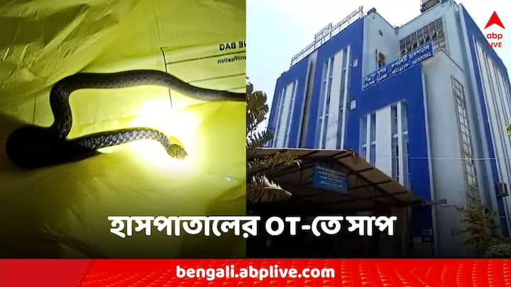 Bolpur News Viral Video Venomous snakes roaming operation theater controversy begins Bolpur News: অপারেশন থিয়েটারে ঘুরছে বিষধর সাপ, ভিডিও ভাইরাল হতেই তুমুল বিতর্ক!