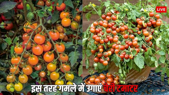 Cherry Tomatoes: टमाटर की खेती को लेकर के भी किसानों के बीच काफी रुझान बढ़ा है. बाजार में टमाटर की खूब मांग रहती है. किसान इसकी खेती खूब कर रहे हैं. इस चेरी टमाटर को आप घर पर गमले में भी लगा सकते हैं.