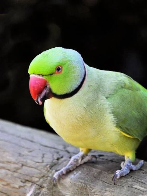 तोते को मिर्च तीखी क्यों नहीं लगती?