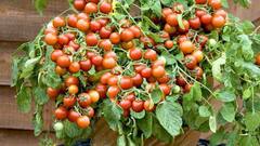 इस तरह आसान तरीके से गमले में उगाएं चेरी टमाटर