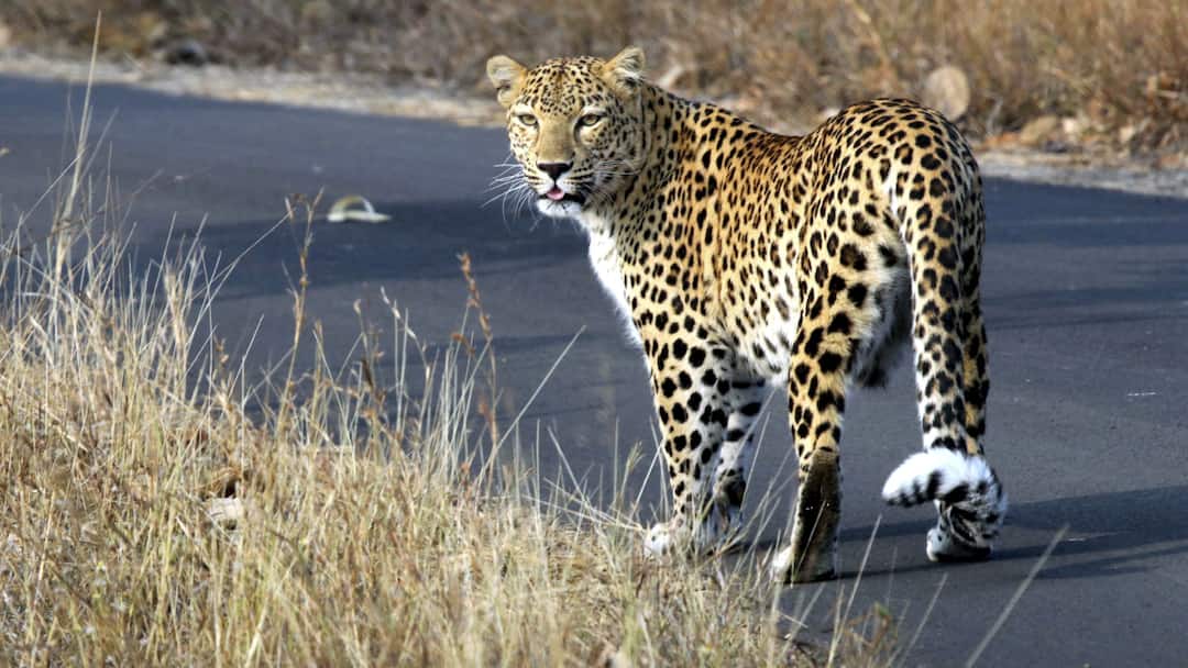 Indore district Leopard dies after getting trapped in trap set three people arrested ann इंदौर में फंदे में फंसकर तेंदुए की मौत, खेत मालिक समेत तीन लोग गिरफ्तार