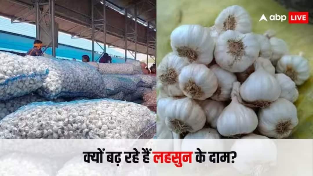 Garlic Price Hike: लहसुन की कीमत में भारी उछाल, 250 रुपये किलो पहुंचा दाम, जानें कब तक सस्ता होने की उम्मीद Chhattisgarh Garlic Price 250 Rupees per kg being sold in Surguja Ambikapur ANN Garlic Price Hike: लहसुन की कीमत में भारी उछाल, 250 रुपये किलो पहुंचा दाम, जानें कब तक सस्ता होने की उम्मीद