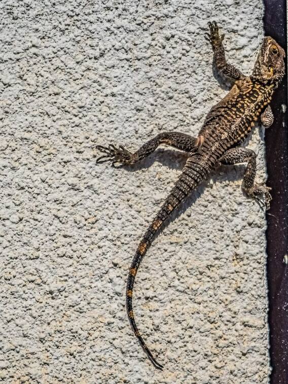 छिपकली सीधी दीवार पर कैसे चलती है