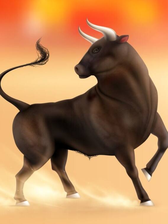 सांड और बैल में क्या होता है अंतर?