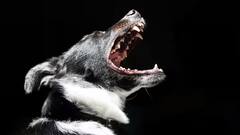 GK: રાત્રે જ કેમ ભસે છે કૂતરા? કારણ જાણીને ચોંકી જશો