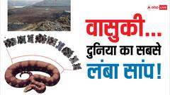 गुजरात में मिले 5 करोड़ साल पुराने 'वासुकी' नाग की क्या है कहानी?