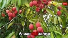 लीची में ये दो खाद करेंगी राम बाण का काम, साइज में होगी अच्छी बढ़ोतरी